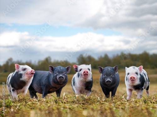 Fotografie, Obraz Lots of cute piglets on the walk. Funny animals, portrait