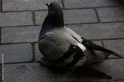 Grey pigeon standing on the ground in public.