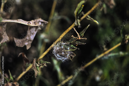 spider on a leaf