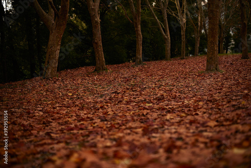 Bosque en otoño con hojas en el suelo photo