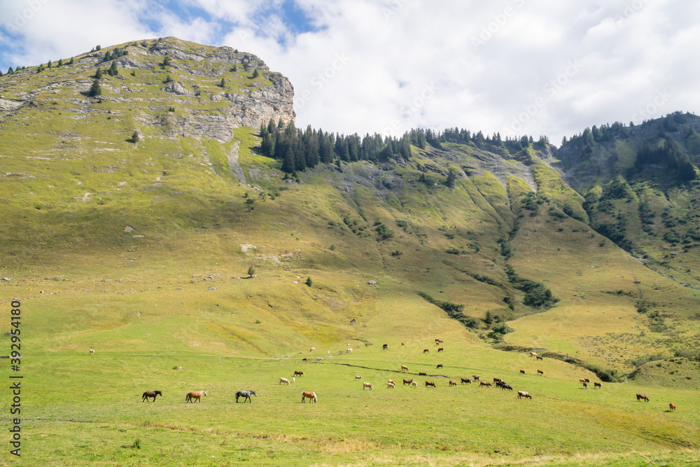 Mountain pastures near Morzine, Haute-Savoie, France