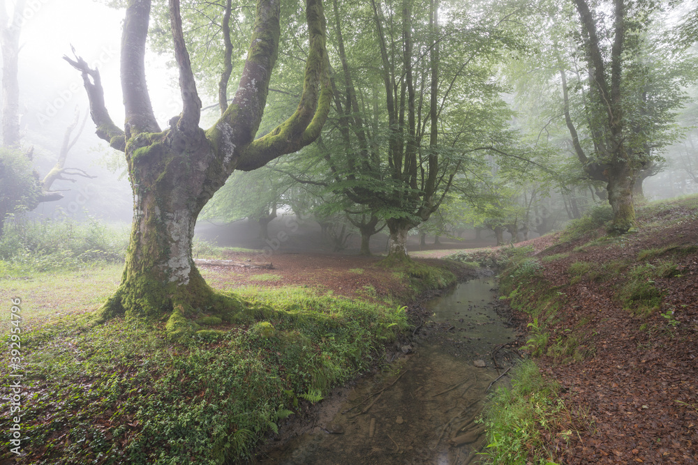 Fototapeta premium Bosque Hayedo de Otzarreta nublado en el Pais Vasco