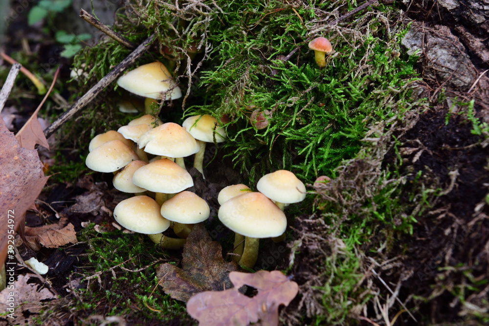 Knollenblätterpilz im herbst im winter Knollenblätterpilz im herbst im winter
