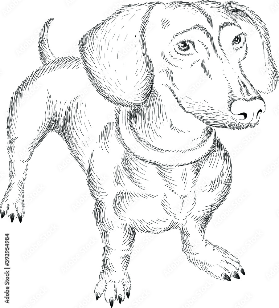 Obraz premium The Vector logo hunting dog Dachshund for tattoo or T-shirt design or outwear. Cute print style dog Dachshund background. This hand drawing would be nice to make on the black fabric or canvas.
