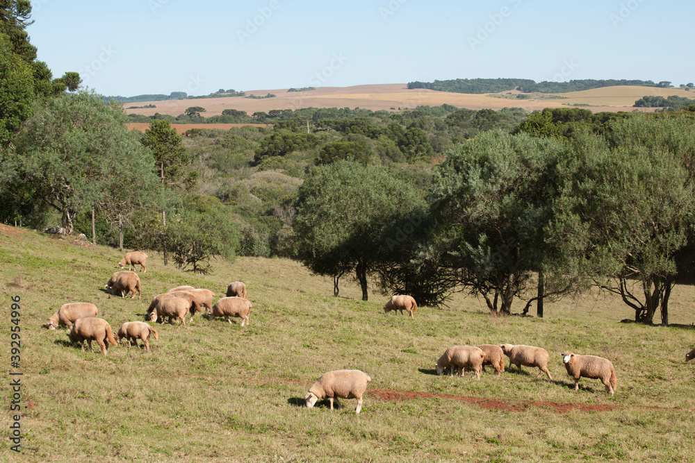 Fototapeta premium Criação de ovelhas.