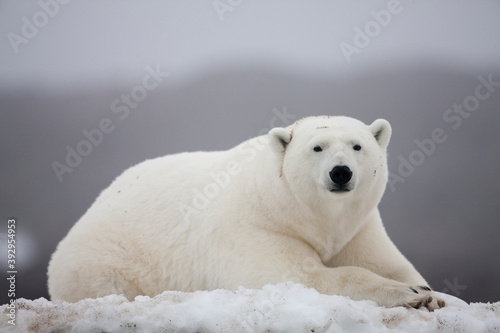 Polar Bear, Svalbard, Norway