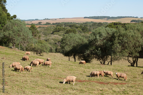 Criação de ovelhas. © Pulsar Imagens