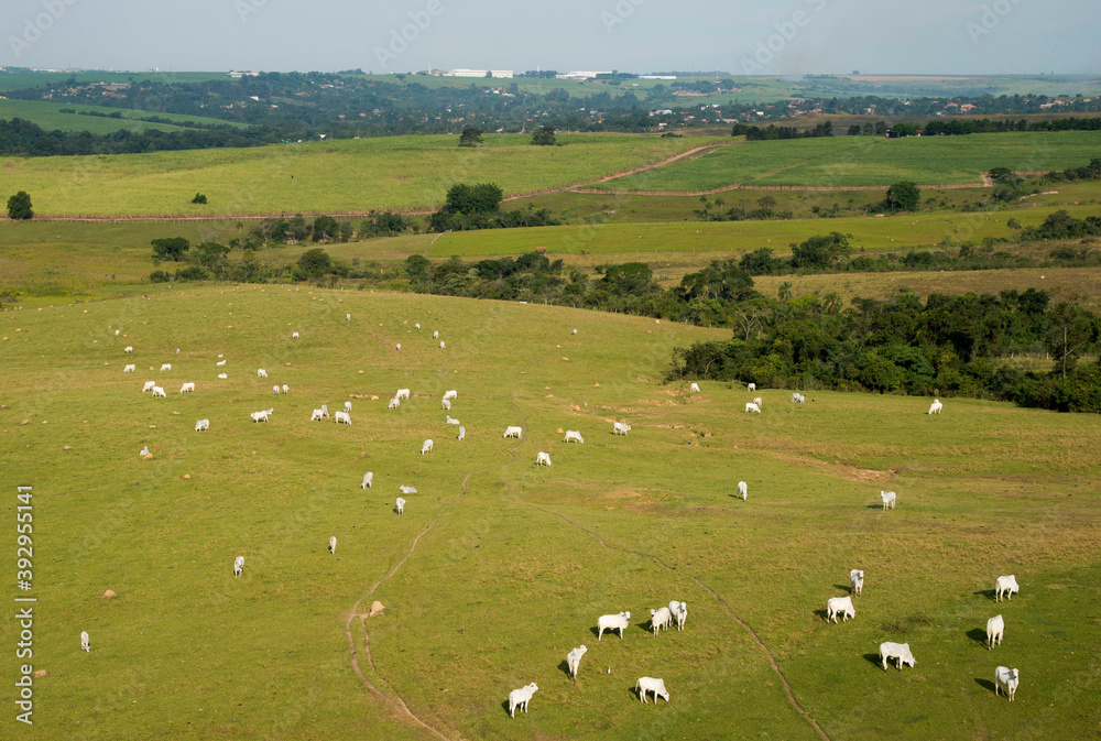 Foto De Vista A Rea De Fazenda De Cria O Extensiva De Gado De Corte Do Stock Adobe Stock