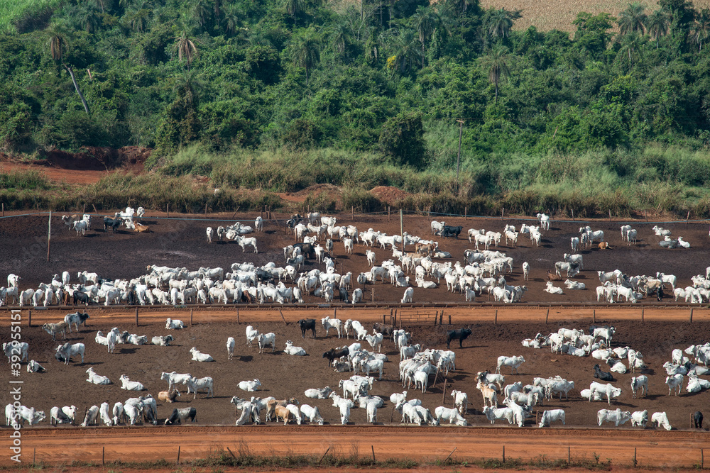 Vista aérea de fazenda de criação de gado de corte