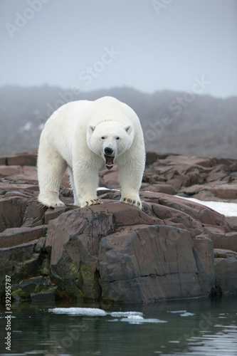 Polar Bear, Svalbard, Norway