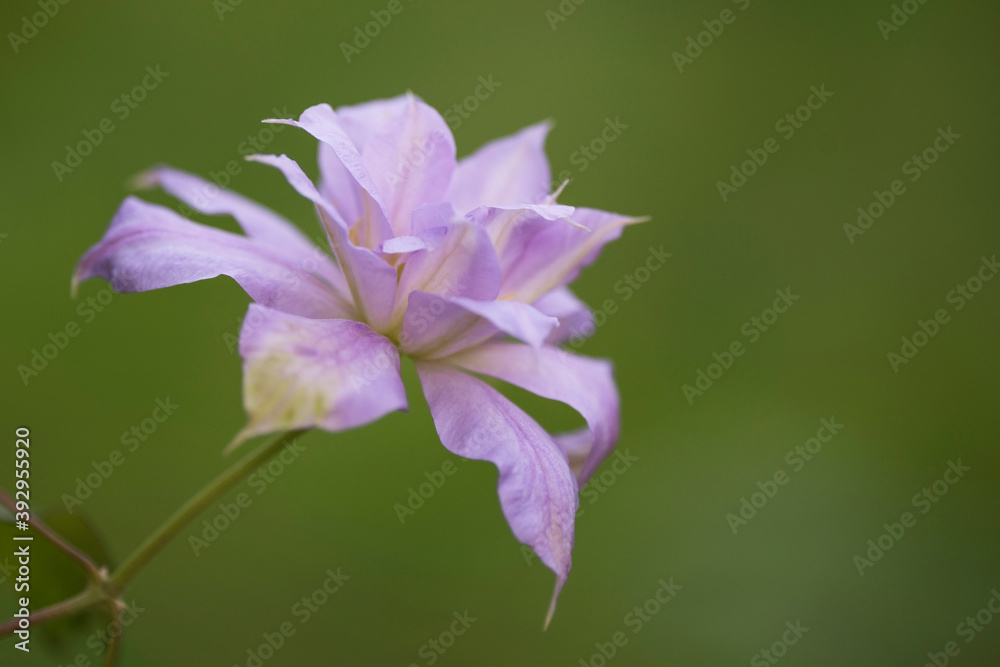 Elegant and delicate white clematis blooms against the background of