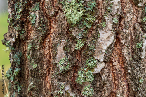 Rough pine trunk with lichens