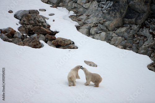 Polar Bears, Svalbard, Norway