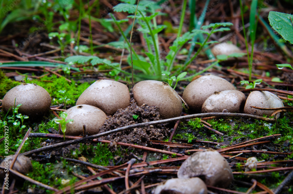 Lycoperdon perlatum Lycoperdon perlatum