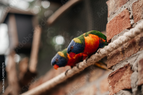 red and yellow macaw photo