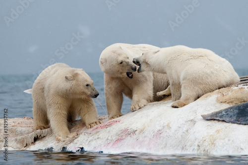 Polar Bear and Whale Carcass, Svalbard, Norway
