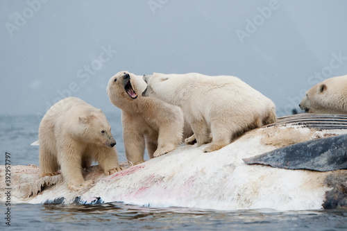 Polar Bear Fighting on Whale Carcass, Svalbard, Norway