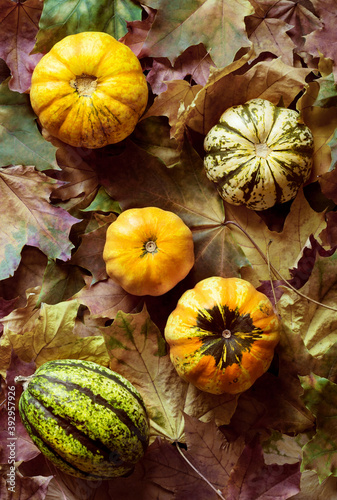 Decorative pumpkins on autumn leaves.