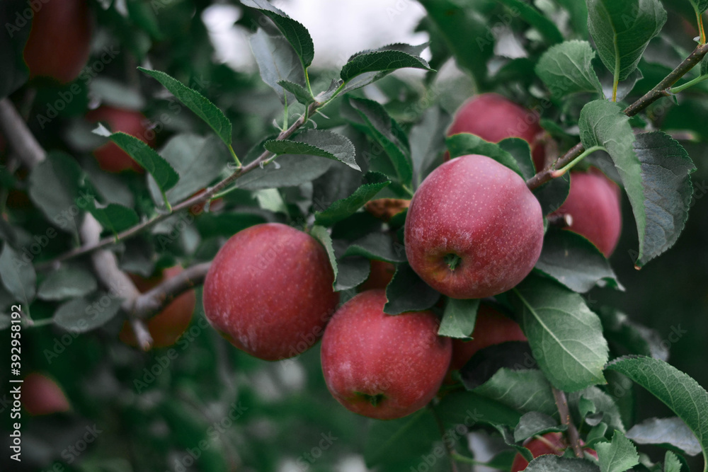 nature flowers apples garden autumn summer green red nature flowers apples garden autumn summer green red