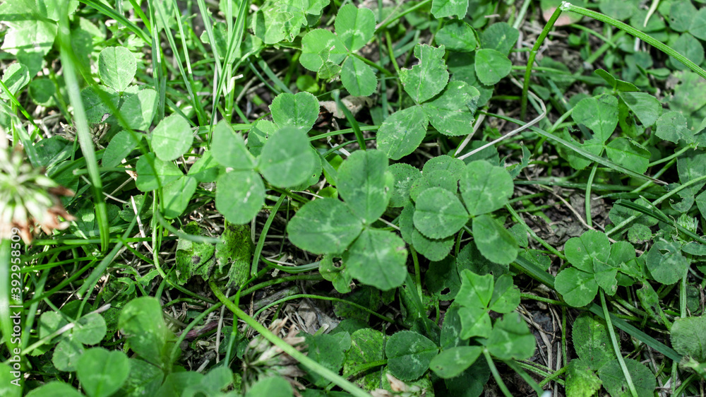 three leaves clover in the garden