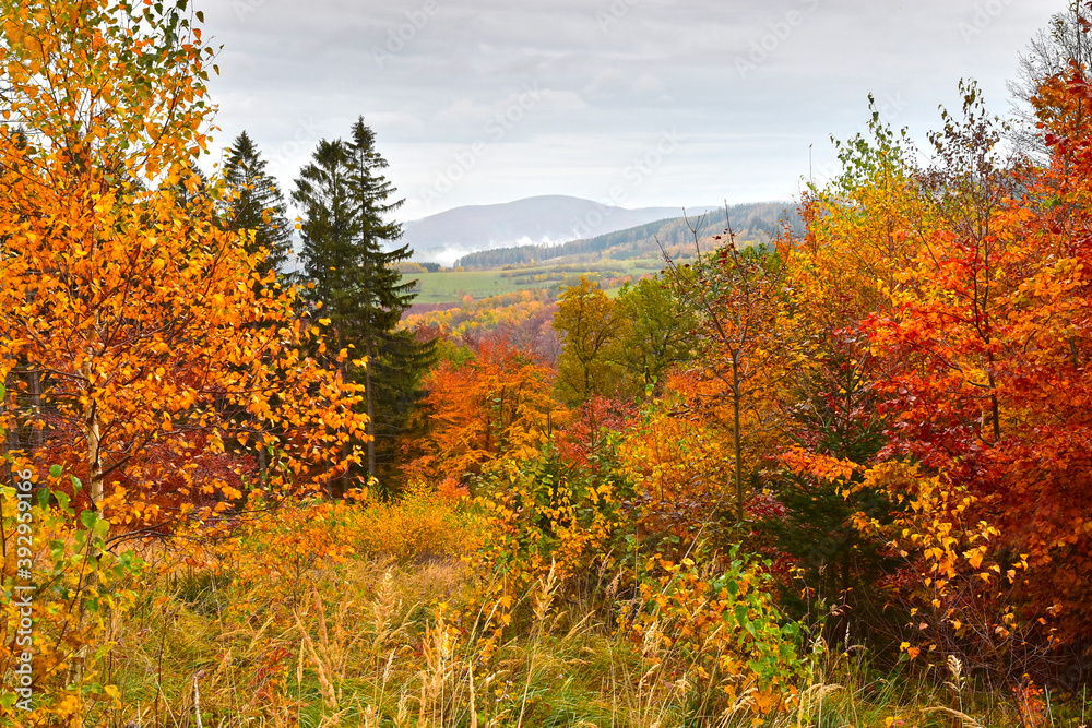 Autumn nature colorful fall season forest