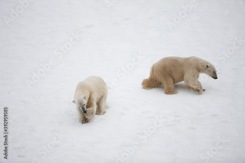 Polar Bears on Snow Slope, Svalbard, Norway