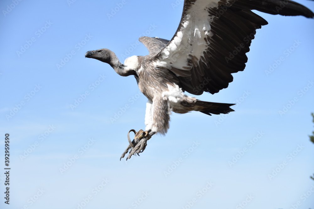 Fototapeta premium bald eagle in flight