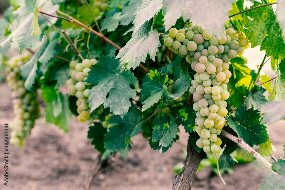 Grapes white wine on tree with branch and green background Agricultural background. Selective focus. Grapes white wine on tree with branch and green background Agricultural background. Selective focus.