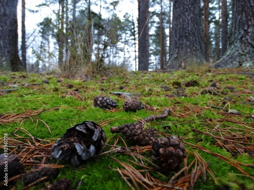 fallen spruce cones on moss