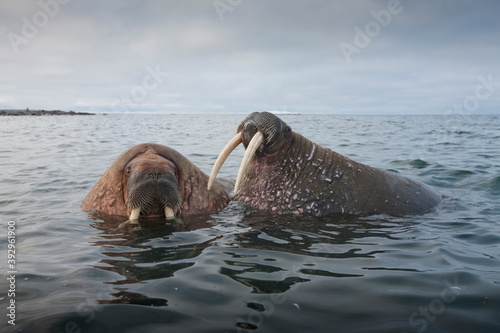 Walrus, Svalbard
