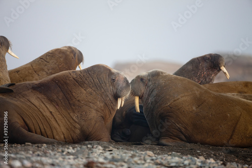 Walrus, Svalbard