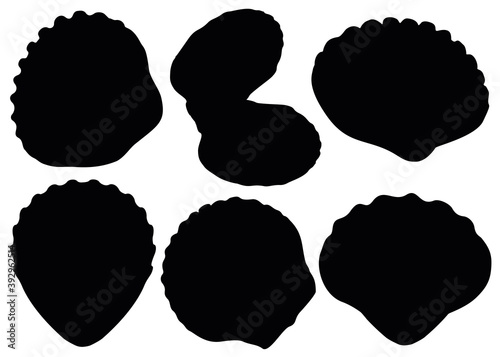 Mollusk shells in a set.