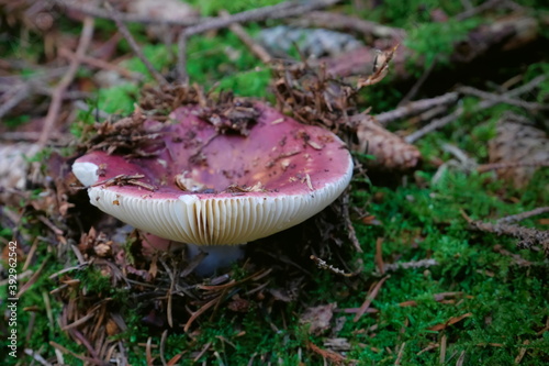 Wild mushrrom with a red cap and white gills from the order of the Russulales, known as russulas photo