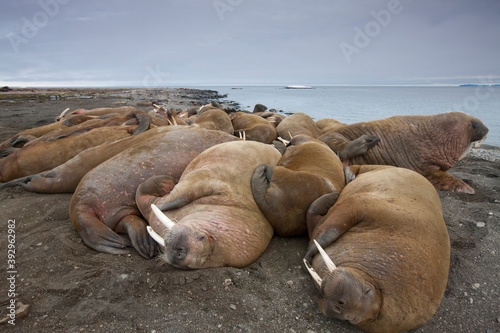 Walrus, Svalbard