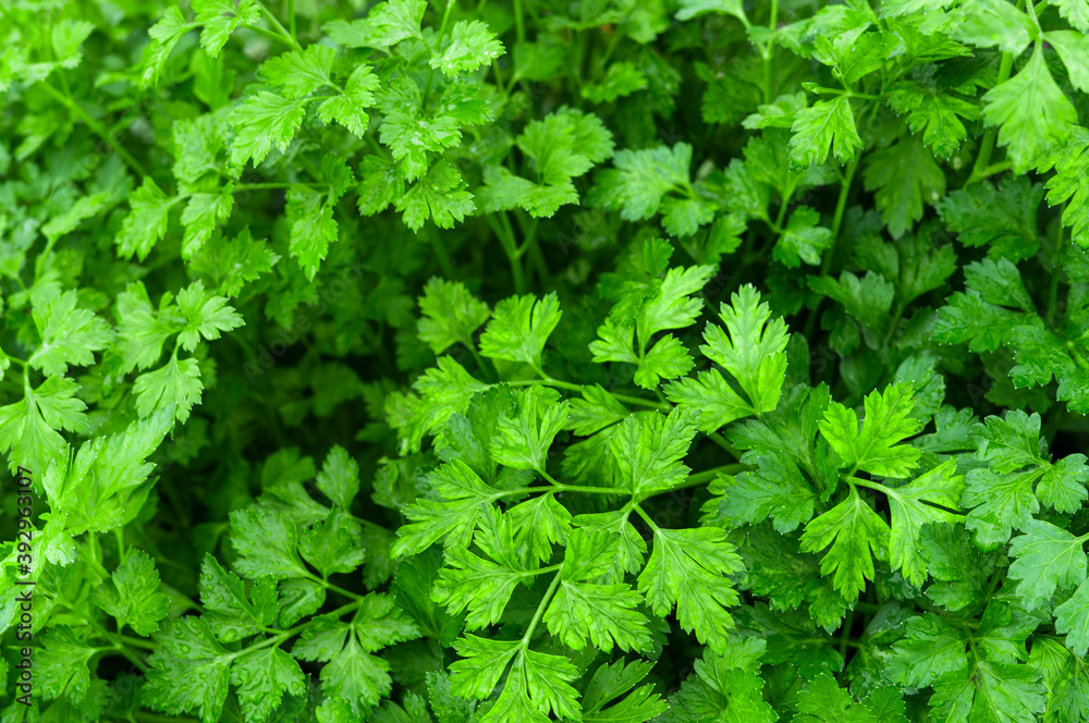 Bunch of fresh coriander leaves in a garden Bunch of fresh coriander leaves in a garden