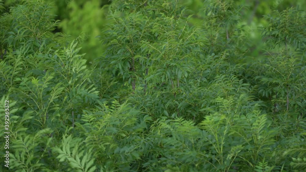 Vibrant green leaves of a trees waving in a wind. A storm is coming. Nature 4k stock video slow motion shot. Tropical forest. Sway in the wind. Waving along wind breeze. Green environment concept. Vibrant green leaves of a trees waving in a wind. A storm is coming. Nature 4k stock video slow motion shot. Tropical forest. Sway in the wind. Waving along wind breeze. Green environment concept.