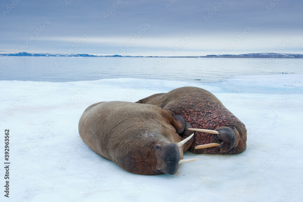 Fototapeta premium Walrus, Svalbard