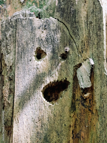 Φωτογραφία Tree trunk with eyes and mouth that looks like a human face, ghost