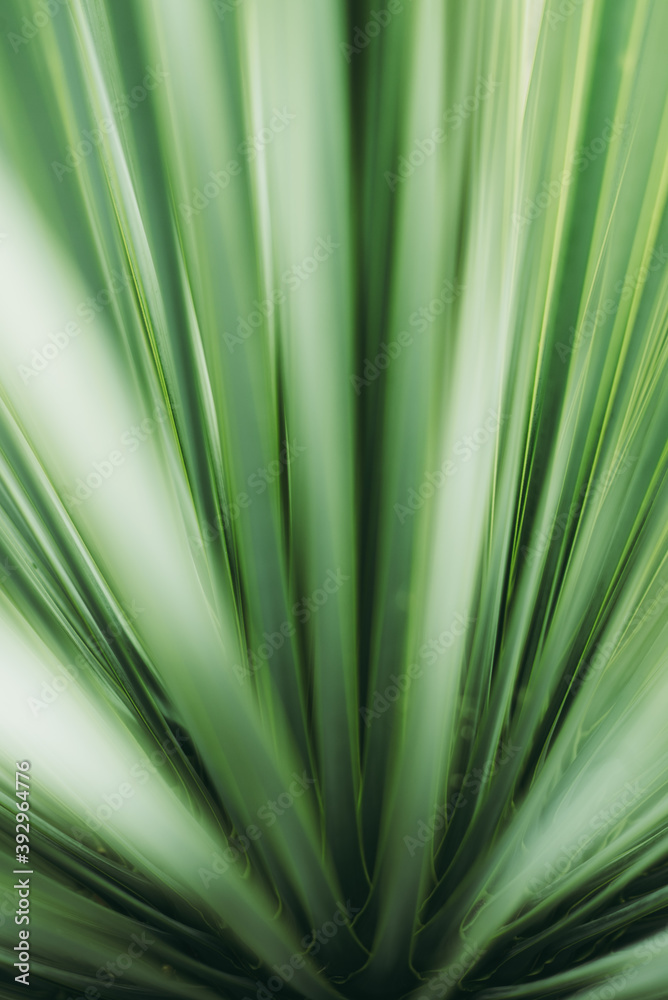 Green plant leafs background close up
