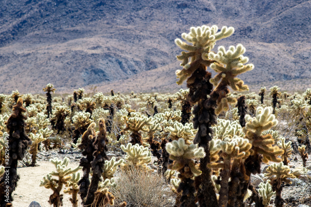 Cholla Cactus Garden