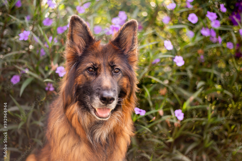 German shepherd dog with long coat in front of purple flowers