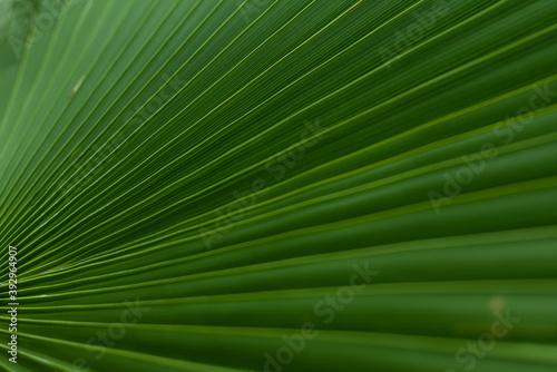 Tropical palm tree leaf background