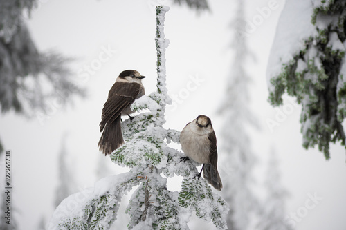 grey jay on a pine tree in the snowy mountain 