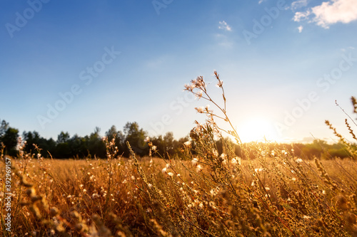 Fototapeta Naklejka Na Ścianę i Meble -  Abstract warm landscape of dry wildflower and grass meadow on warm golden hour sunset or sunrise time. Tranquil autumn fall nature field background. Soft golden hour sunlight at countryside