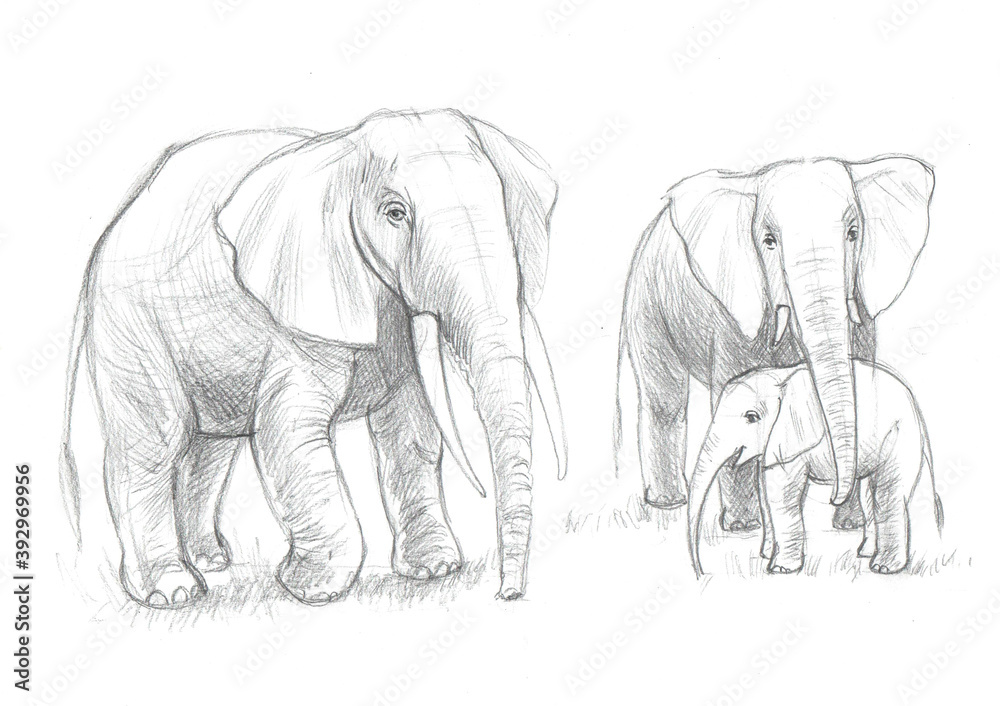 Elephants are drawn with a pencil on a white background, elephant family, educational sketch