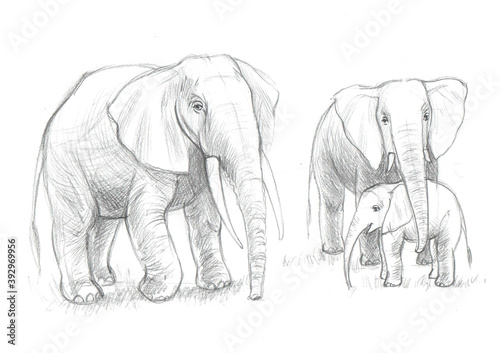 Photography Elephants are drawn with a pencil on a white background, elephant family, educat