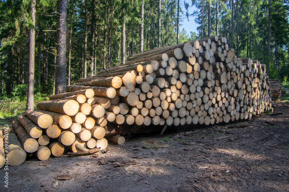 Cutting of the trees, bark beetle calamity, conifer tree logs firewoods on pile in woodland