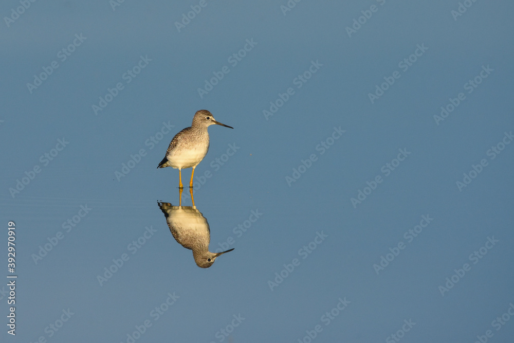 A Lesser Yellowlegs wades through a marsh on the Colorado prairie during fall migration. A Lesser Yellowlegs wades through a marsh on the Colorado prairie during fall migration.