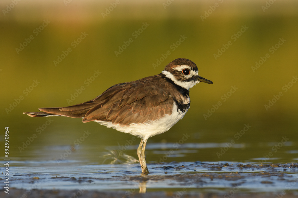A Killdeer wades through a marsh on the Colorado prairie. A Killdeer wades through a marsh on the Colorado prairie.