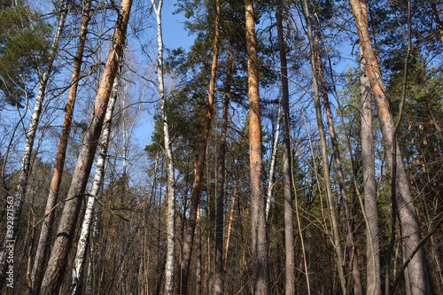 Mixed forest with pine and birch trees in spring